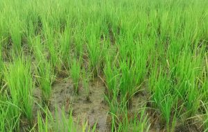 धानबालीमा देखियो ब्लाष्ट रोग
