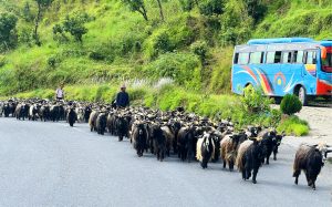 च्याङ्ग्रा व्यापारीको दुःख : दसैँ खर्च जोहो गर्न डोल्पादेखि बागलुङ