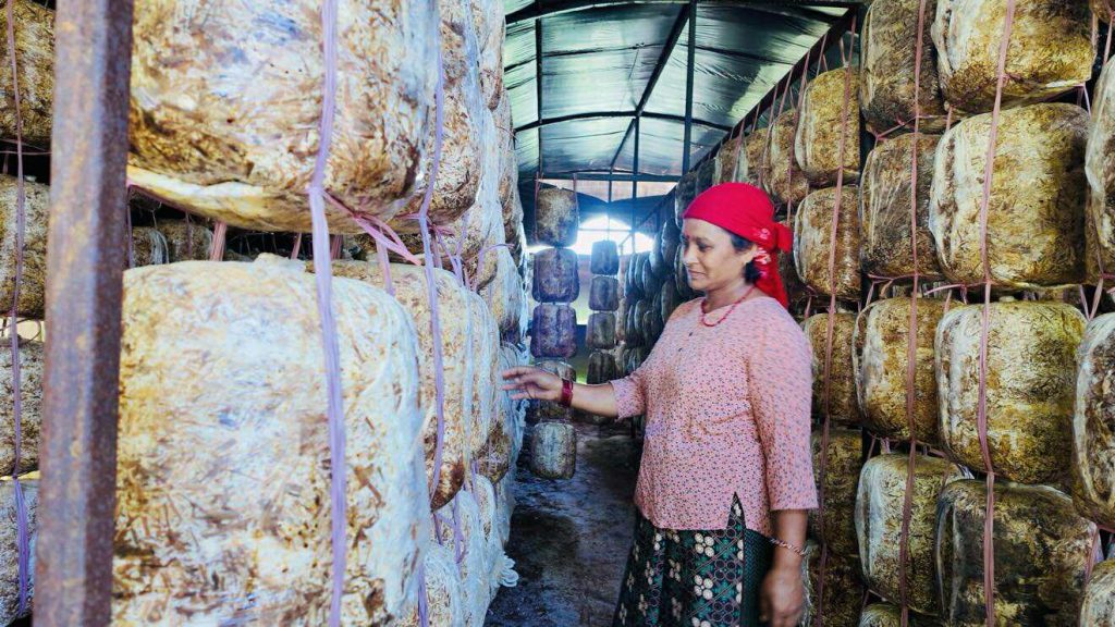हाँस, बाख्रा र च्याउ खेतीमा रमाएका भविन्द्र दम्पती