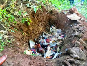 ढोरपाटनको कालिज फार्ममा चितुवाको आक्रमण