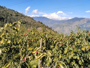 भकिम्लिका लालबहादुरले उत्पादन गर्नुभयो १३ क्वीन्टल खुर्सानी