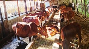 बागलुङमा प्रभावकारी बन्दै वैदिक गाई संरक्षण