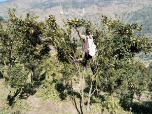 हिमाली जिल्लाका सुन्तला बजारीकरण थालियो