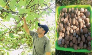 बलेवाका रिजालले फलाएको किवी पोखरामा