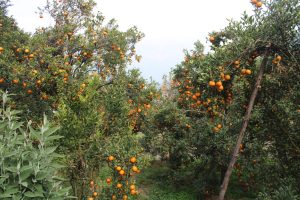 सुन्तला गाउँका रूपमा चिनिएको सिगानाका किसानले भित्राए चार करोड