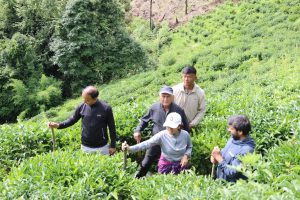 ताराखोलाको चिया नेपालमै उत्कृष्ट