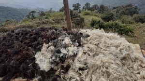हिमचितुवाको आक्रमणले उपल्लो मुस्ताङमा २१ भेडाच्याङ्ग्रा मरे