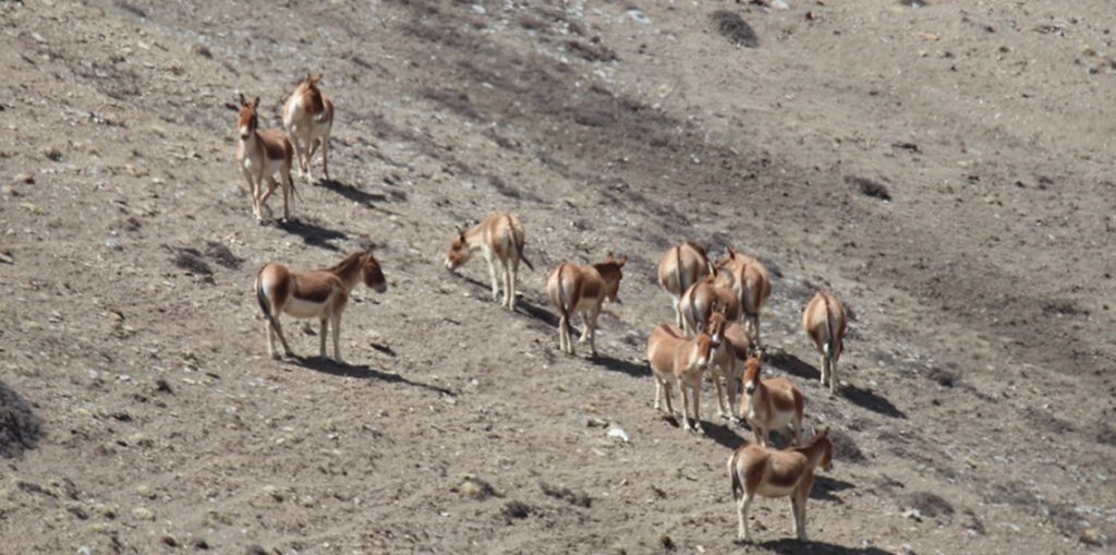 उपल्लो मुस्ताङमा ‍ठूलो संख्यामा भेटिए जंगली गधा