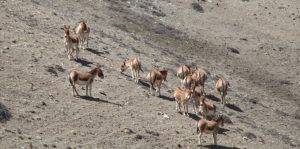 उपल्लो मुस्ताङमा ‍ठूलो संख्यामा भेटिए जंगली गधा