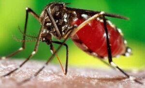 बागलुङमा डेङ्गु संक्रमण दर नेपालमै उच्च : बढ्दै स्क्रब टाइफस