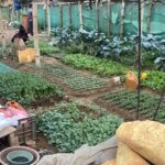 बजारमै भाडामा जग्गा लिएर तरकारी खेती, वार्षिक नौं लाख आम्दानी