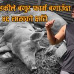 कालीगण्डकीले बंगुर फार्म बगाउँदा र ४६ लाखको क्षति