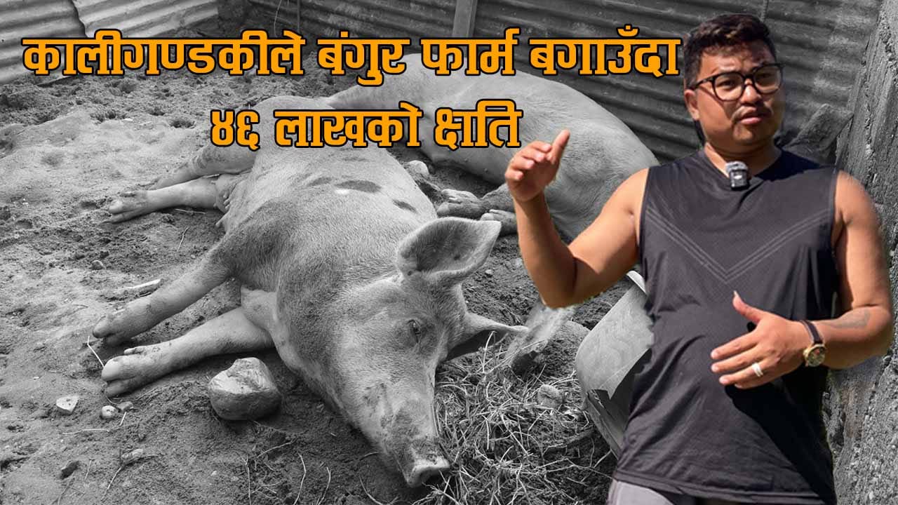 कालीगण्डकीले बंगुर फार्म बगाउँदा र ४६ लाखको क्षति