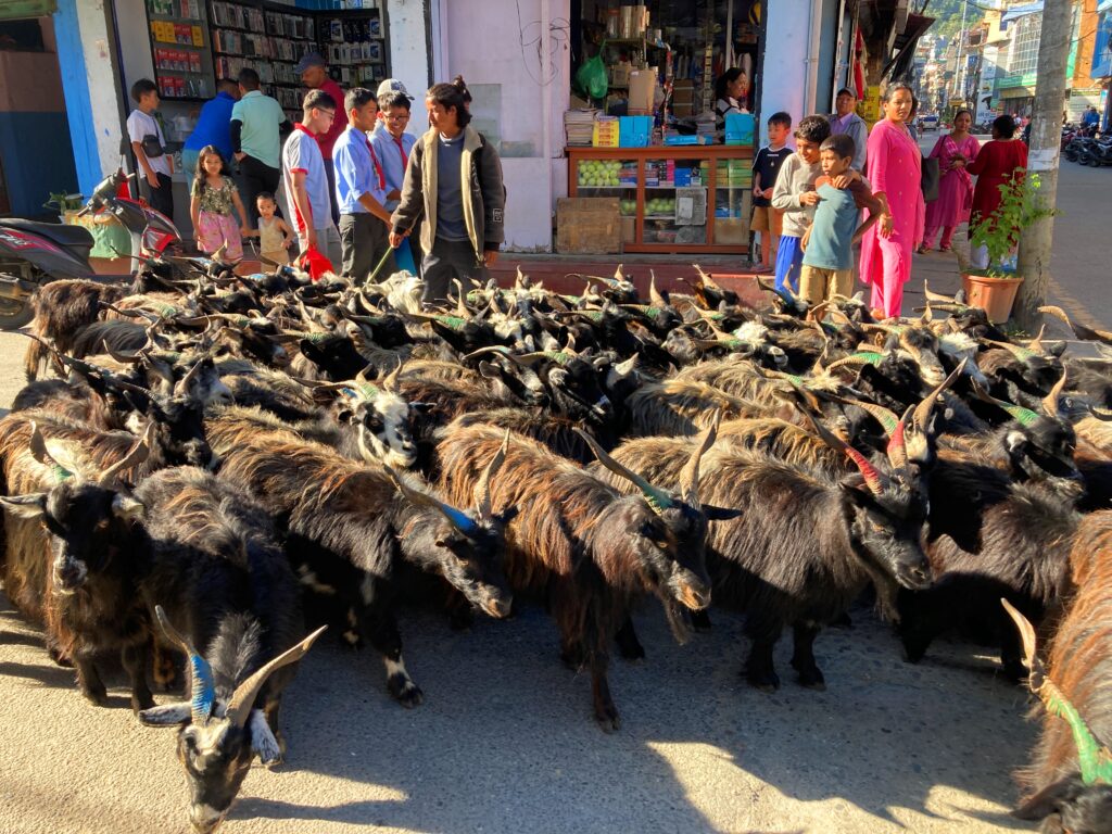 दशैंका च्याङ्ग्रा छोइनसक्नु, रोज्जाकै मूल्य ५० हजार