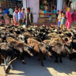 दशैंका च्याङ्ग्रा छोइनसक्नु, रोज्जाकै मूल्य ५० हजार