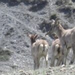 सिकार कोटा थपघट गर्न नाउर र झारलको गणना