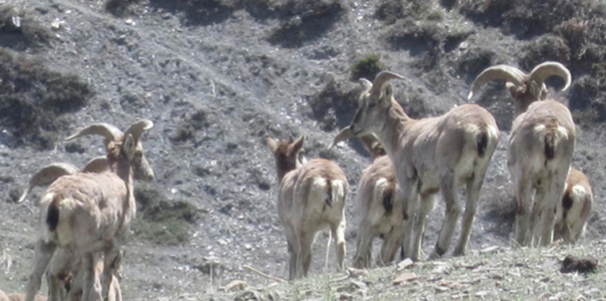 सिकार कोटा थपघट गर्न नाउर र झारलको गणना